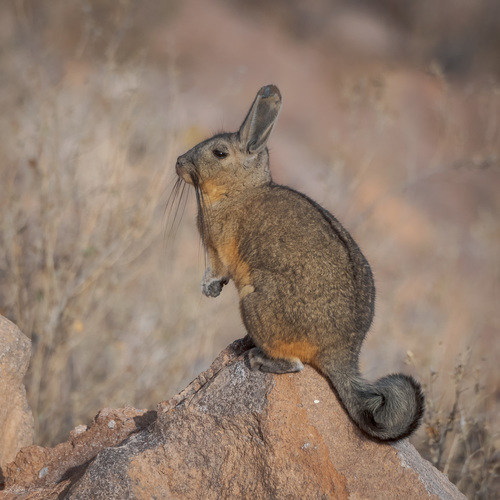 Mountain Viscacha