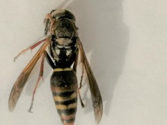 Hymenoptera
