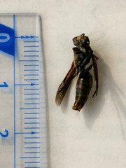 Hymenoptera