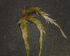 Sphagnum cuspidatum