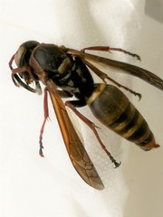 Hymenoptera