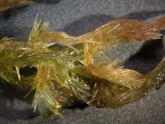 Sphagnum cuspidatum