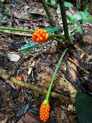 Arisaema roxburghii