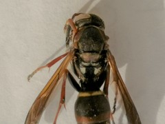 Hymenoptera