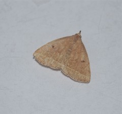 Zanclognatha marcidilinea