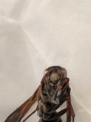Hymenoptera