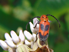 Tetraopes melanurus