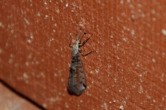 Dendroleon speciosus