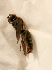 Hymenoptera