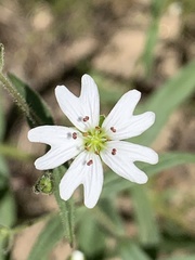 Pseudostellaria