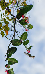 Macleania coccoloboides