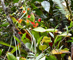 Guzmania gloriosa