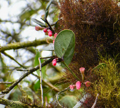 Macleania coccoloboides