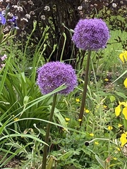 Allium giganteum
