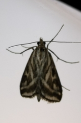 Loxostege aeruginalis