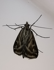 Loxostege aeruginalis