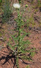 Cirsium canescens