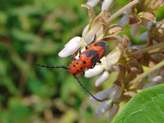 Tetraopes melanurus