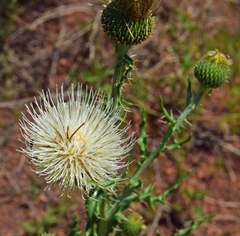 Cirsium canescens