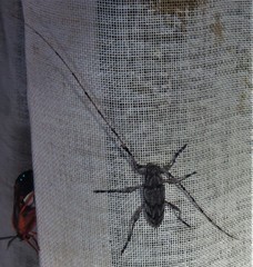 Acanthocinus obliquus