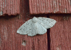 Sabulodes packardata