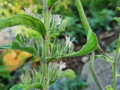 Andrographis echioides