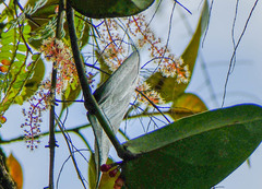 Weinmannia polyphylla