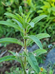 Andrographis echioides