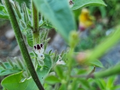 Andrographis echioides