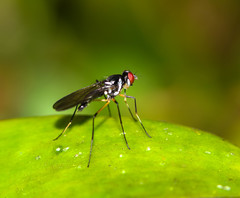 Tanypezidae