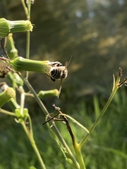 Megachile mendica image