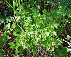 Physocarpus monogynus