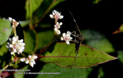 Celaenorrhinus fusca
