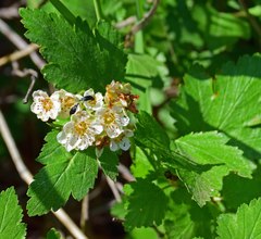 Physocarpus monogynus