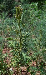 Phacelia denticulata
