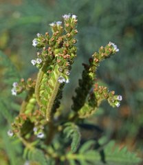 Phacelia denticulata