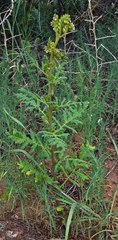 Phacelia denticulata