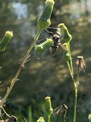 Megachile mendica image