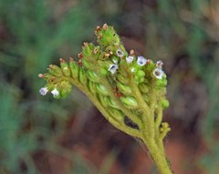 Phacelia denticulata