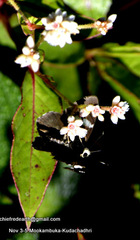 Celaenorrhinus fusca