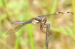 Libellula cyanea