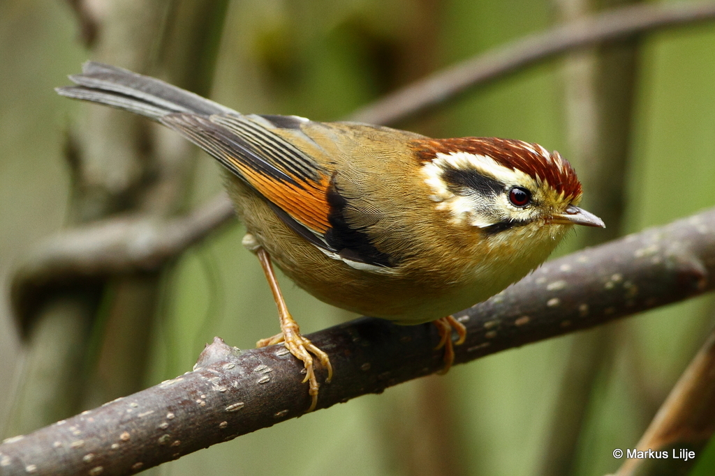 Rufous-winged Fulvetta (Schoeniparus castaneceps) photo