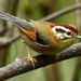 Rufous-winged Fulvetta - Photo (c) Markus  Lilje, some rights reserved (CC BY-NC-ND), uploaded by Markus  Lilje