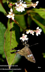 Celaenorrhinus fusca