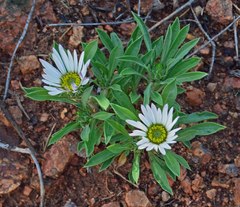 Townsendia grandiflora