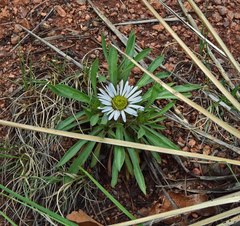 Townsendia grandiflora