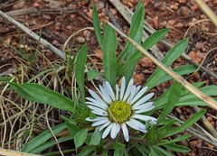 Townsendia grandiflora