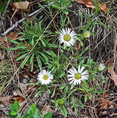 Townsendia grandiflora