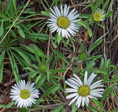 Townsendia grandiflora