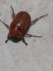 Scarabaeidae